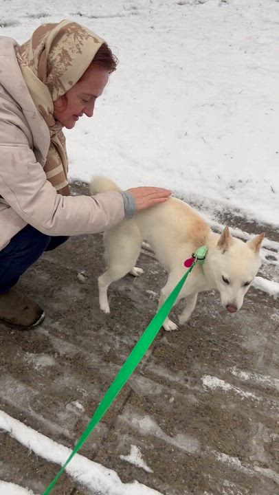Enlarge Ricky, a ADOPTABLE mixed breed in Brooklyn, NY video 2/5