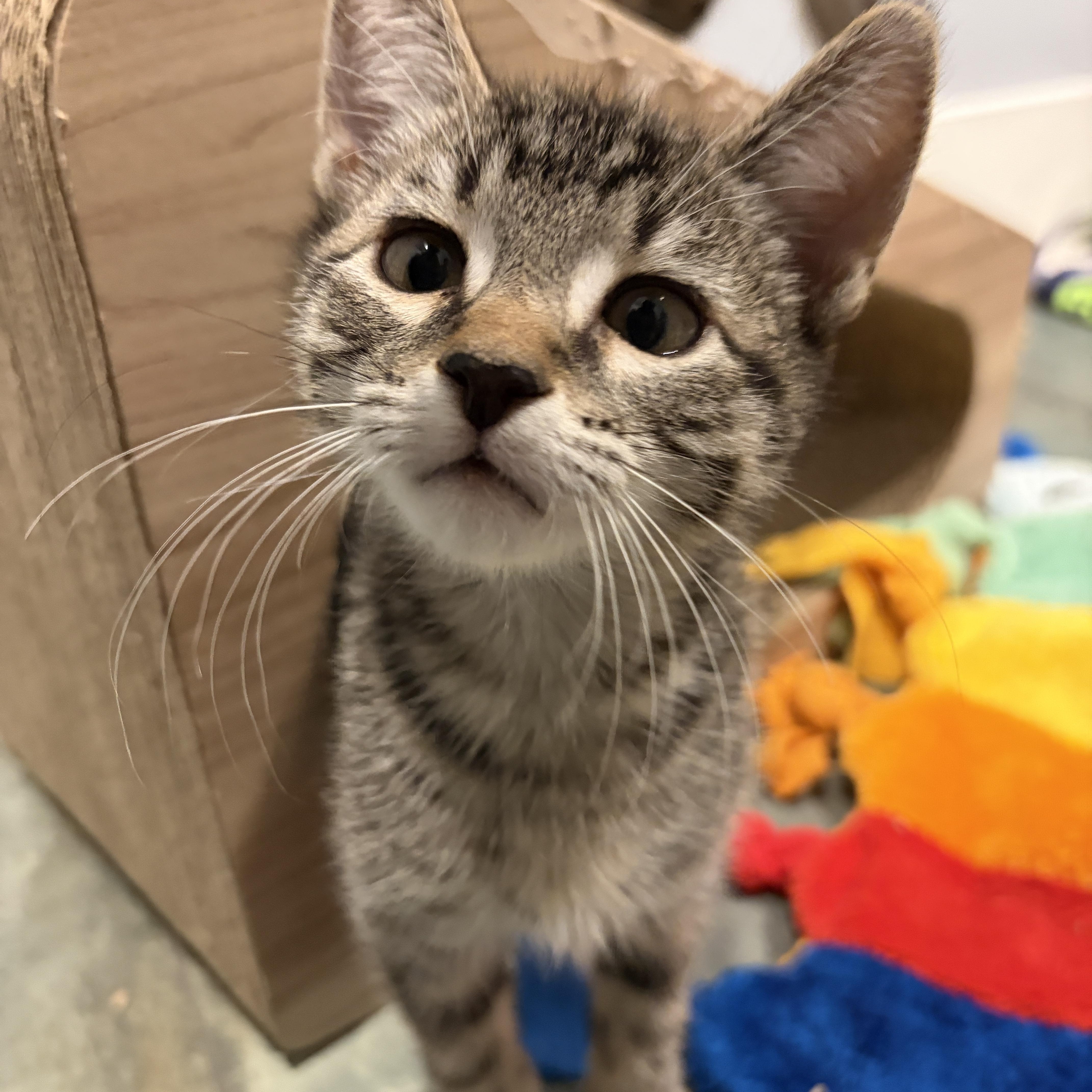 Earl, adopted, Kitten Male Tabby.