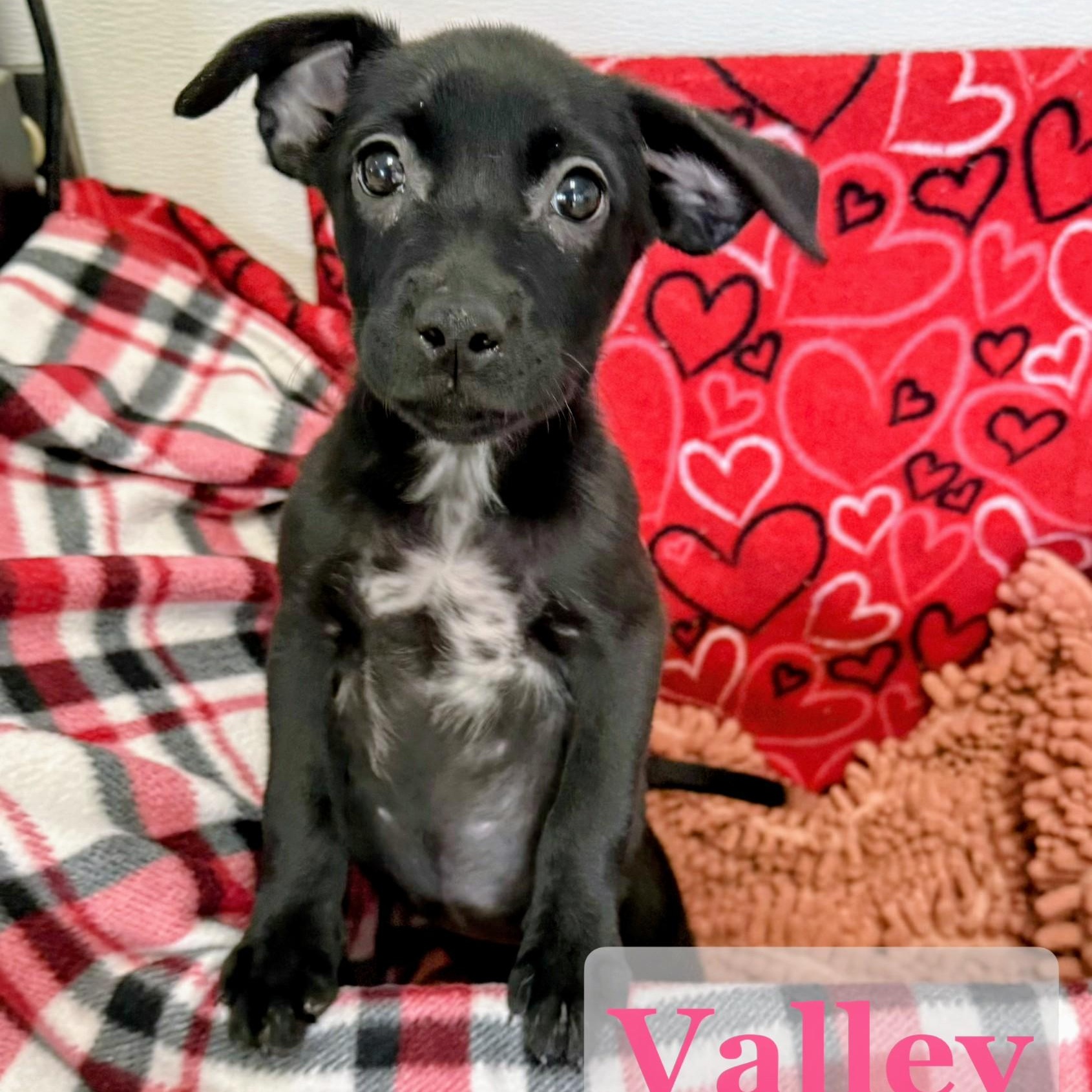Valley, Adoptable, Puppy Female Border Collie & Australian Cattle Dog / Blue Heeler.