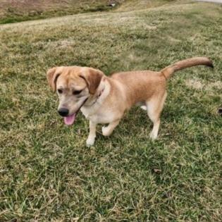 Peaches, Adoptable, Young Female Yellow Labrador Retriever.