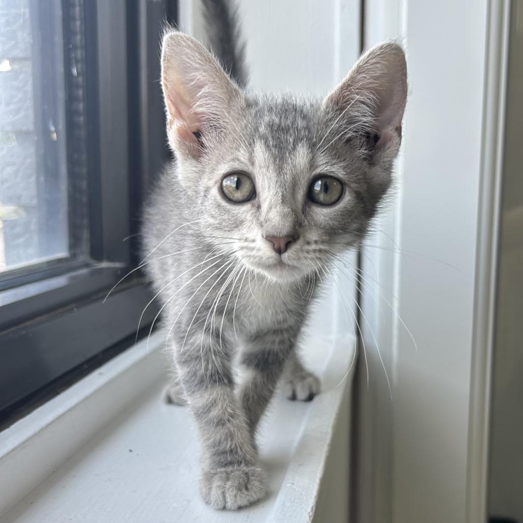 Finch, Adoptable, Kitten Female Domestic Short Hair.