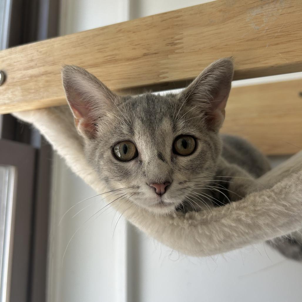 Enlarge Finch, a Adoptable Domestic Short Hair in St. Louis, MO image 2/6