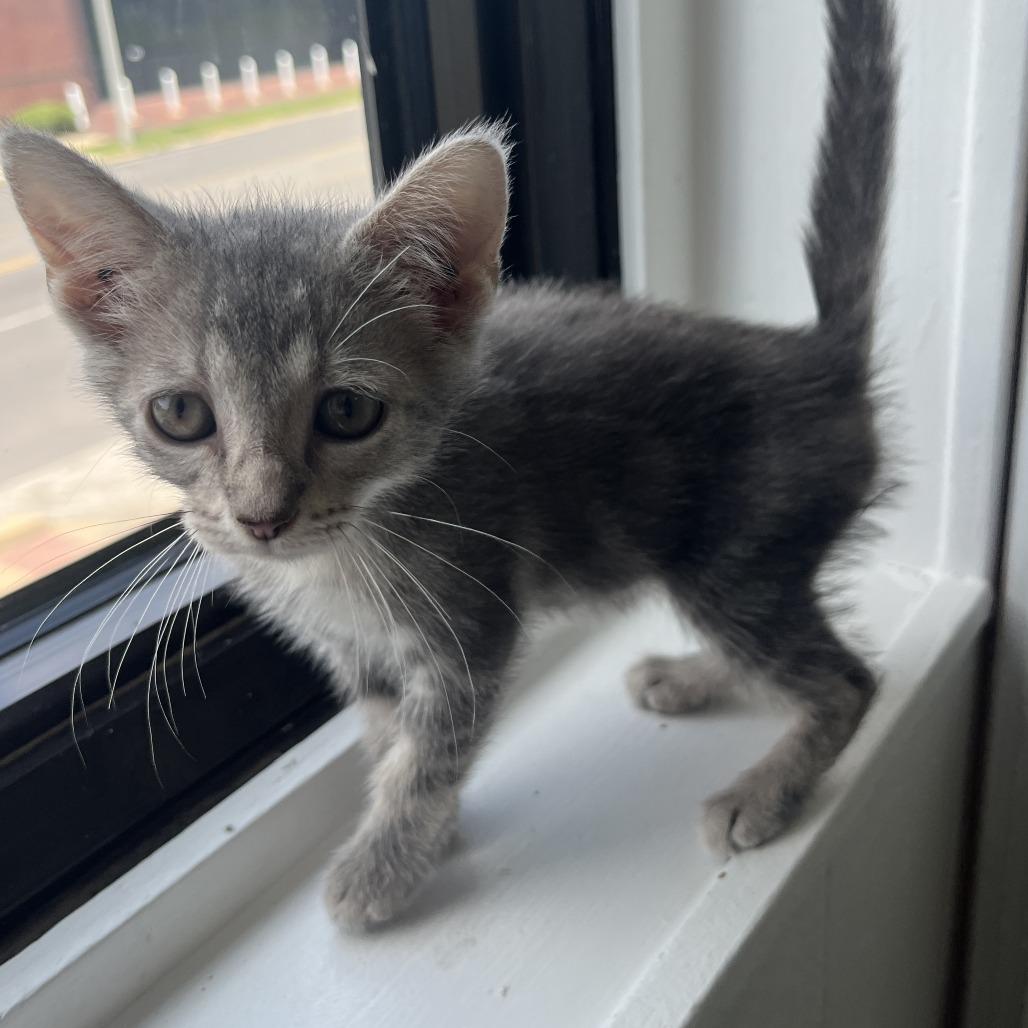 Finch, a Adoptable Domestic Short Hair in St. Louis, MO image 2/5