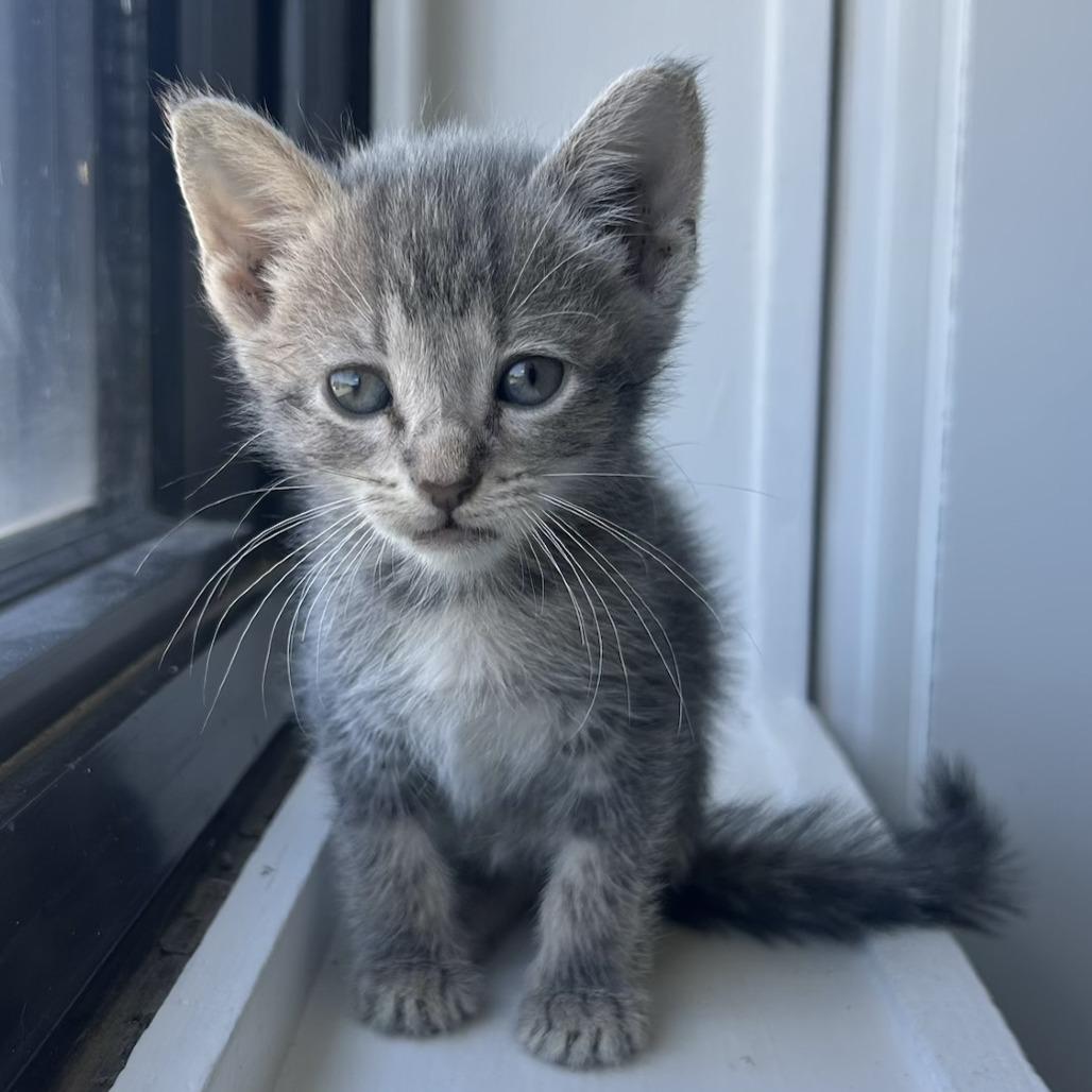 Finch, a Adoptable Domestic Short Hair in St. Louis, MO image 3/5