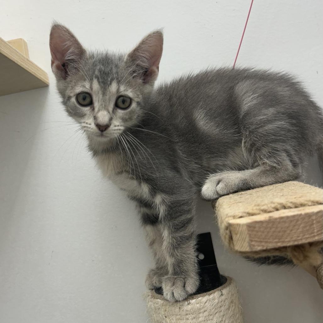 Finch, a Adoptable Domestic Short Hair in St. Louis, MO image 4/5