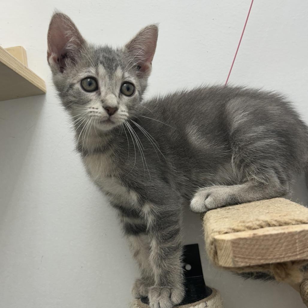 Finch, a Adoptable Domestic Short Hair in St. Louis, MO image 5/5