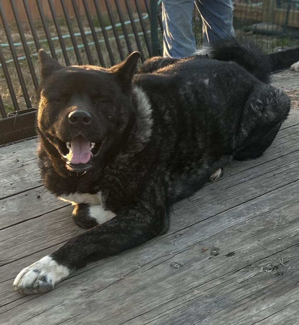 Mr.Kip , an adoptable Akita in Boulder , CO image 3/6