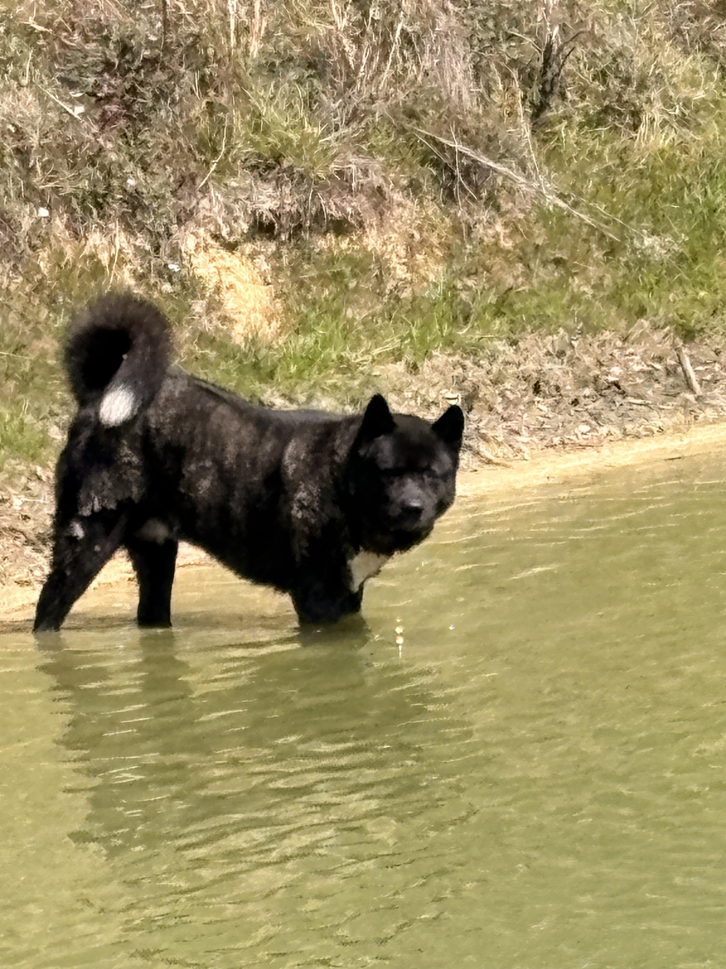 Mr.Kip , an adoptable Akita in Boulder , CO image 5/6