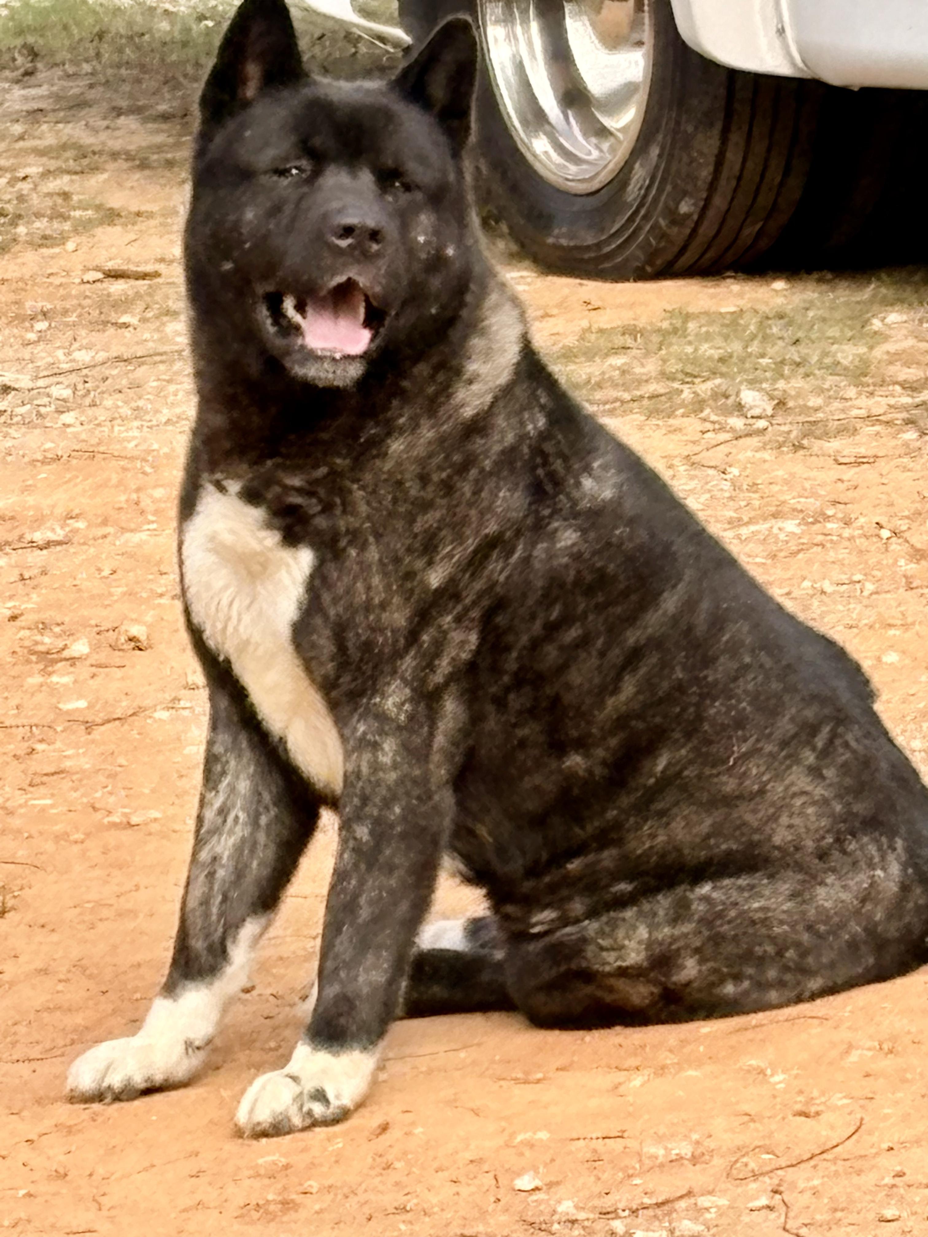 Mr.Kip , an adoptable Akita in Boulder , CO image 6/6