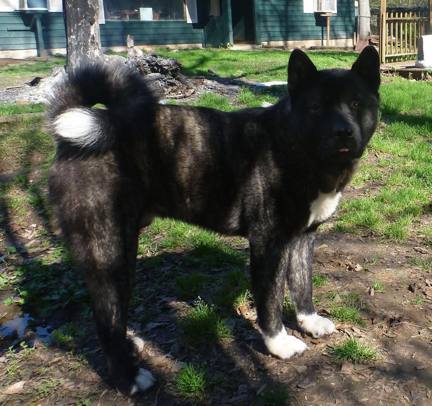 Mr.Kip , an adoptable Akita in Boulder , CO image 4/6