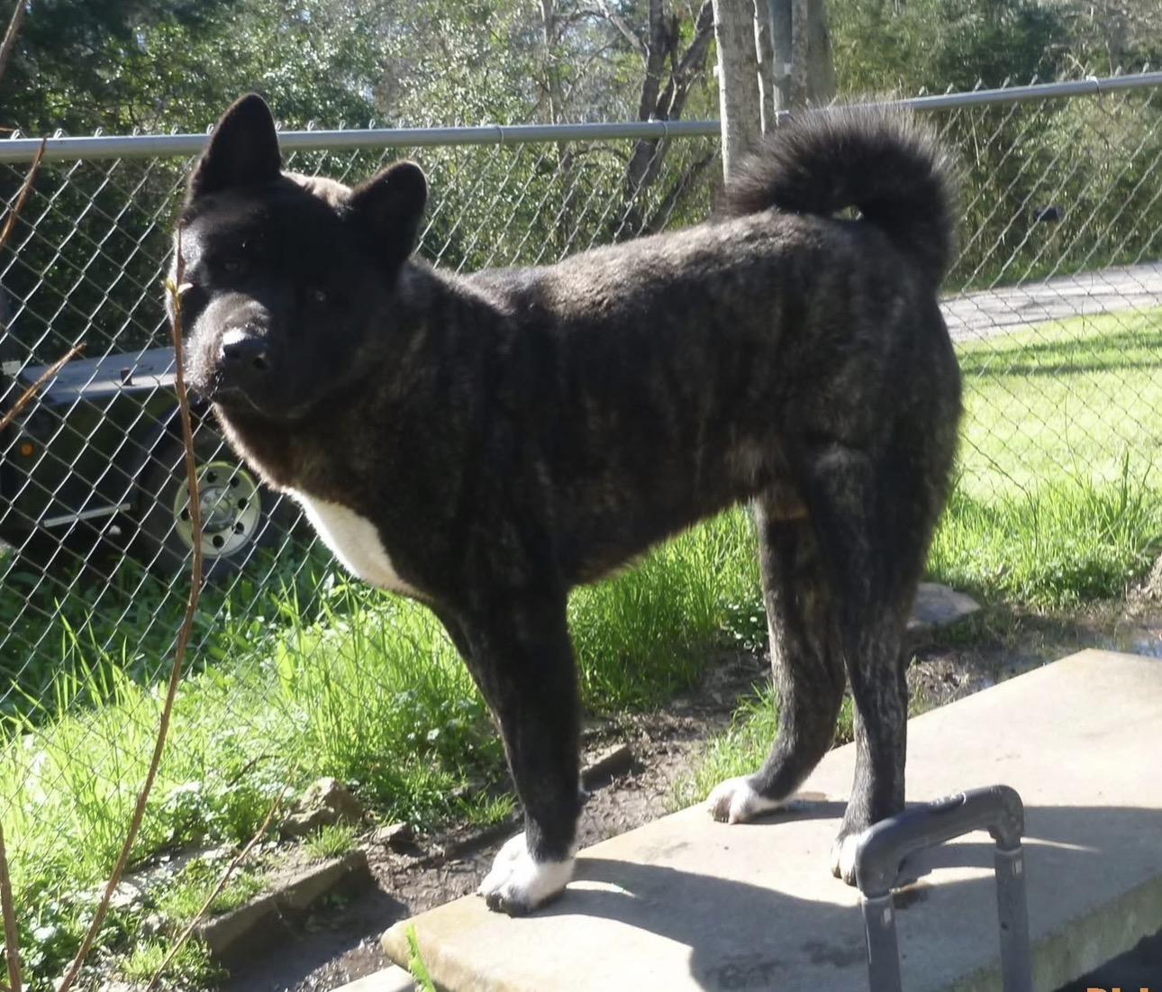 Mr.Kip , an adoptable Akita in Boulder , CO image 1/6