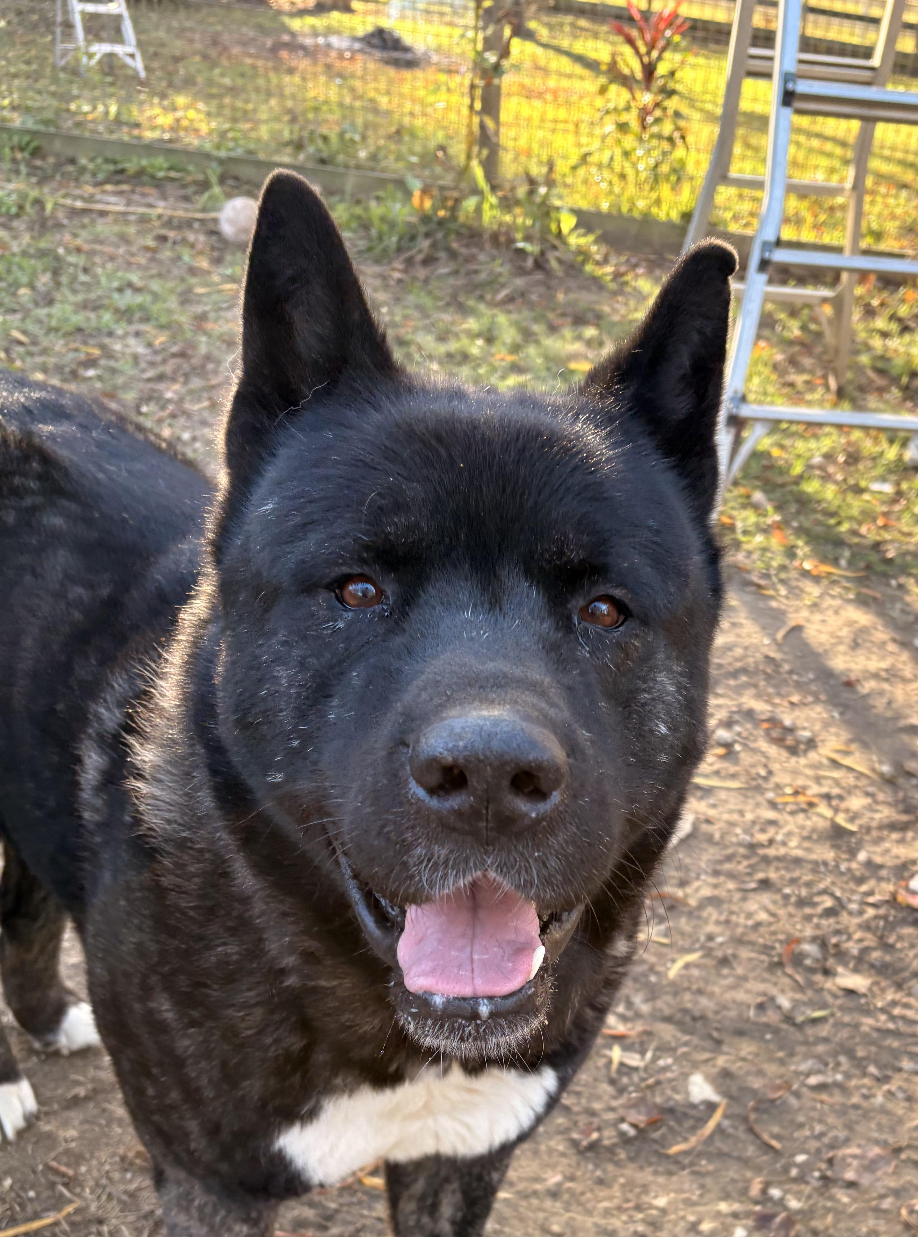 Mr.Kip , an adoptable Akita in Boulder , CO image 2/6
