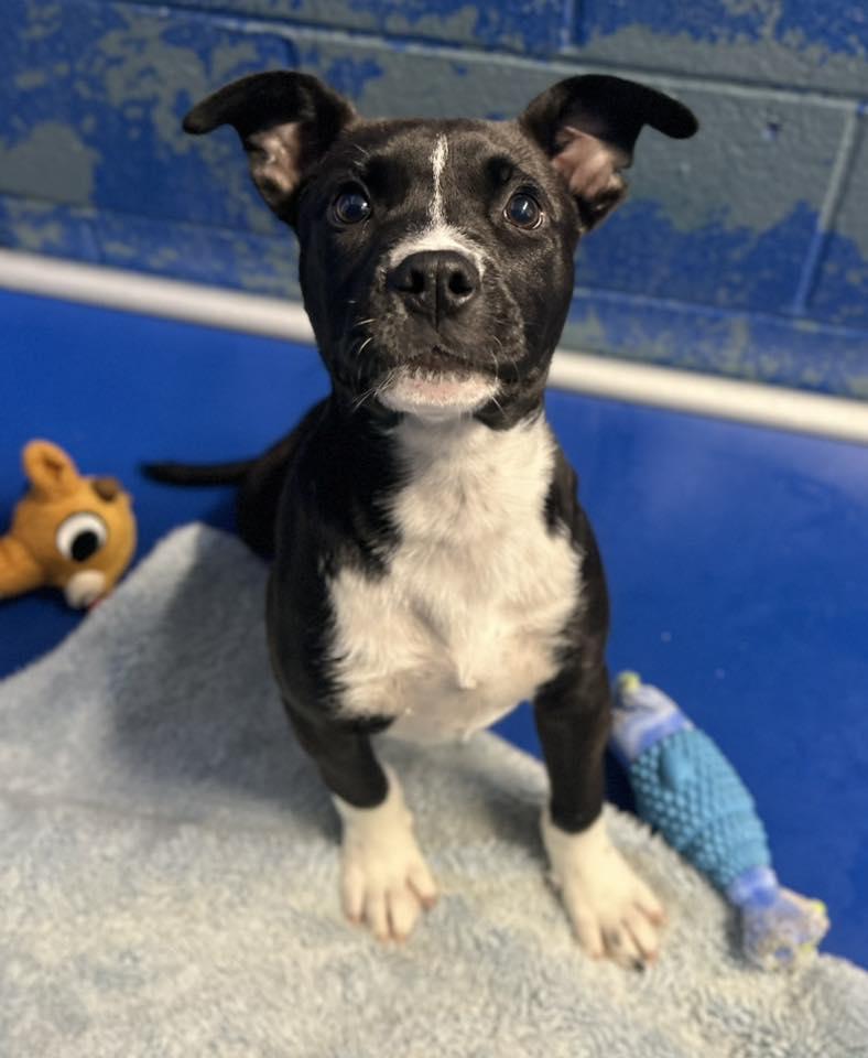 Enlarge Gatsby (Pre-Adoption), a Adoptable Terrier in Clarkesville, GA image 1/1