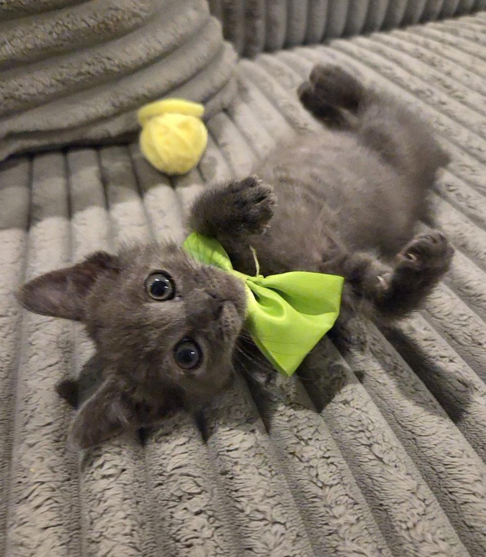 Fozzie Bear, Adopted, Kitten Male Domestic Short Hair & Russian Blue.