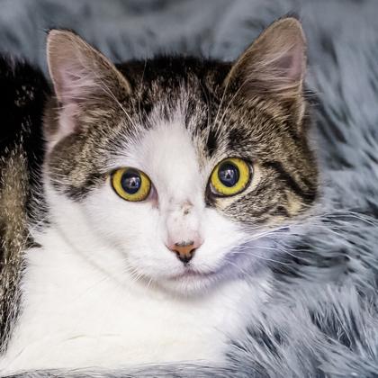 Carnelian, Adoptable, Adult Female Domestic Short Hair & Domestic Short Hair.