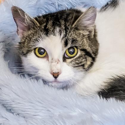 Enlarge Carnelian, a Adoptable mixed breed in Camano Island, WA image 2/2