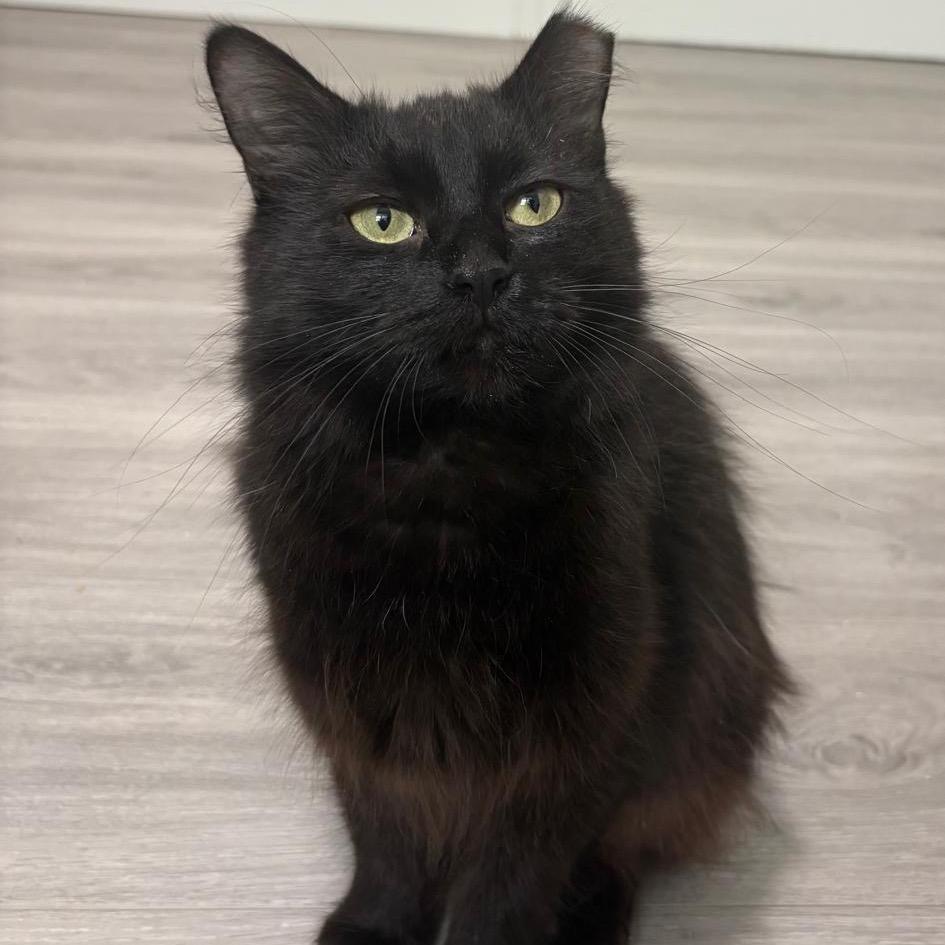 Esme, Adoptable, Young Female Domestic Medium Hair.