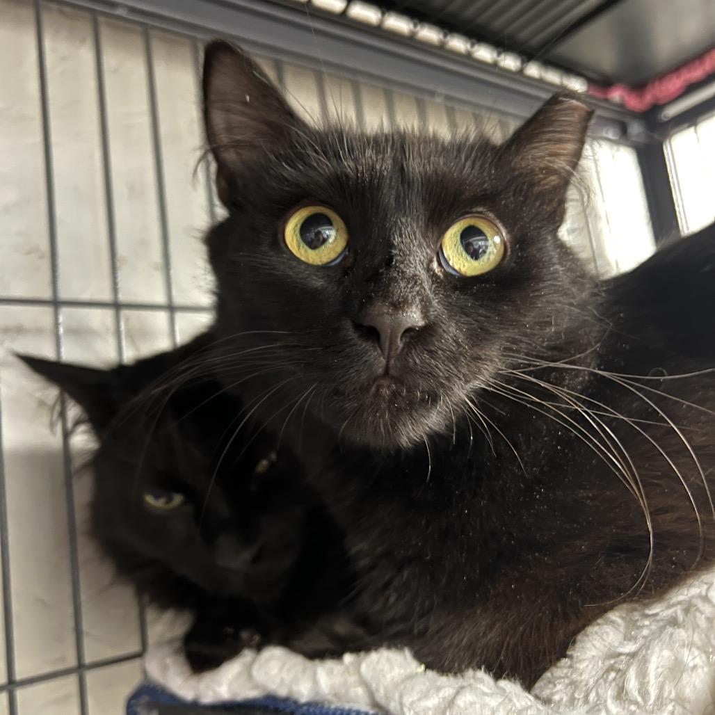 Enlarge Esme, a Adoptable Domestic Medium Hair in Puslinch, ON image 2/6