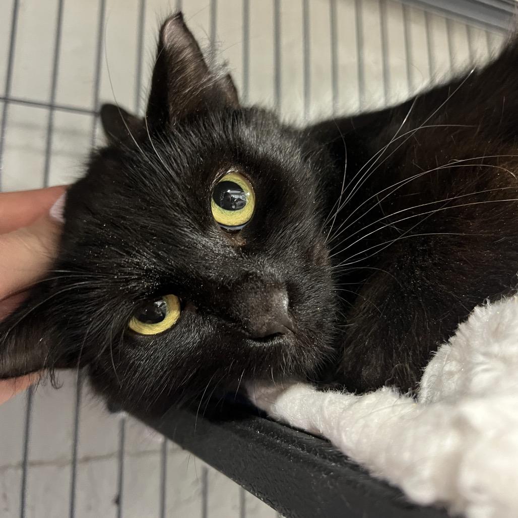 Enlarge Esme, a Adoptable Domestic Medium Hair in Puslinch, ON image 3/6