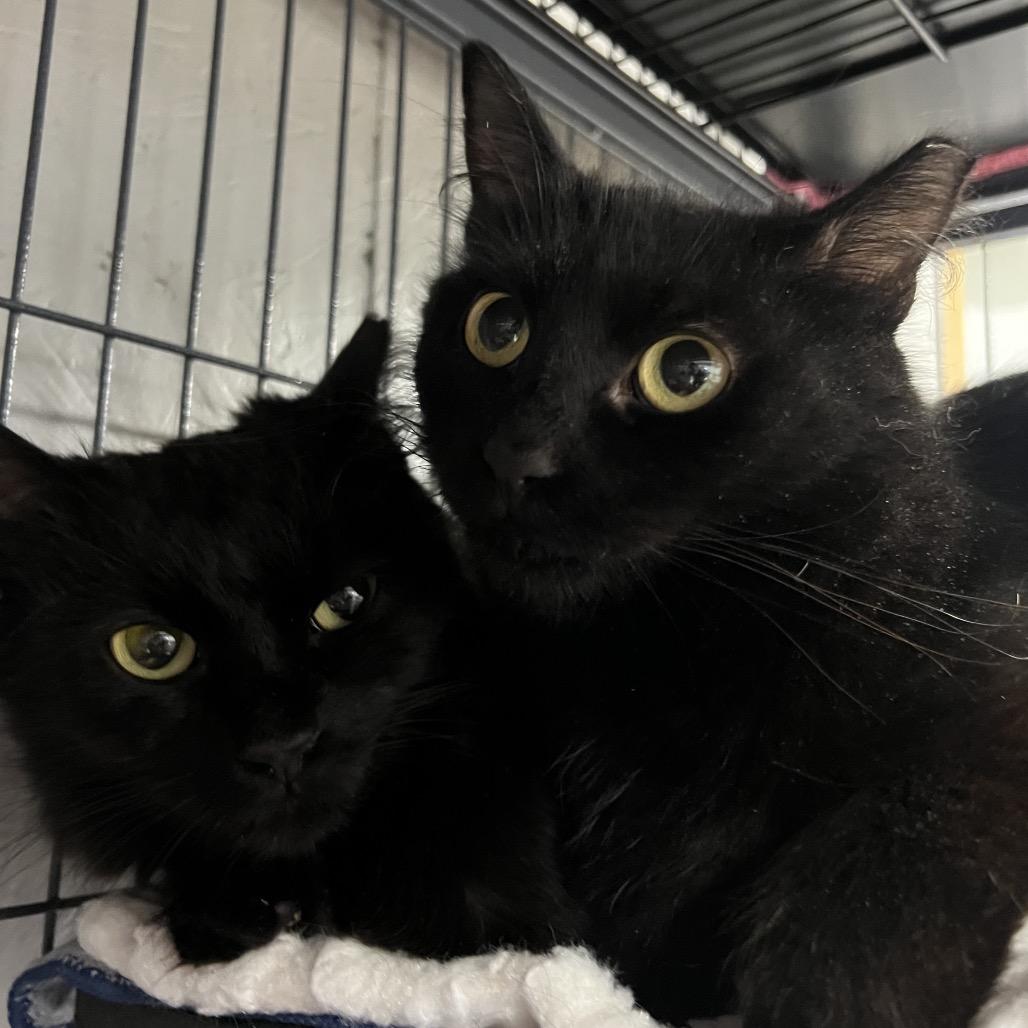Enlarge Esme, a Adoptable Domestic Medium Hair in Puslinch, ON image 4/6
