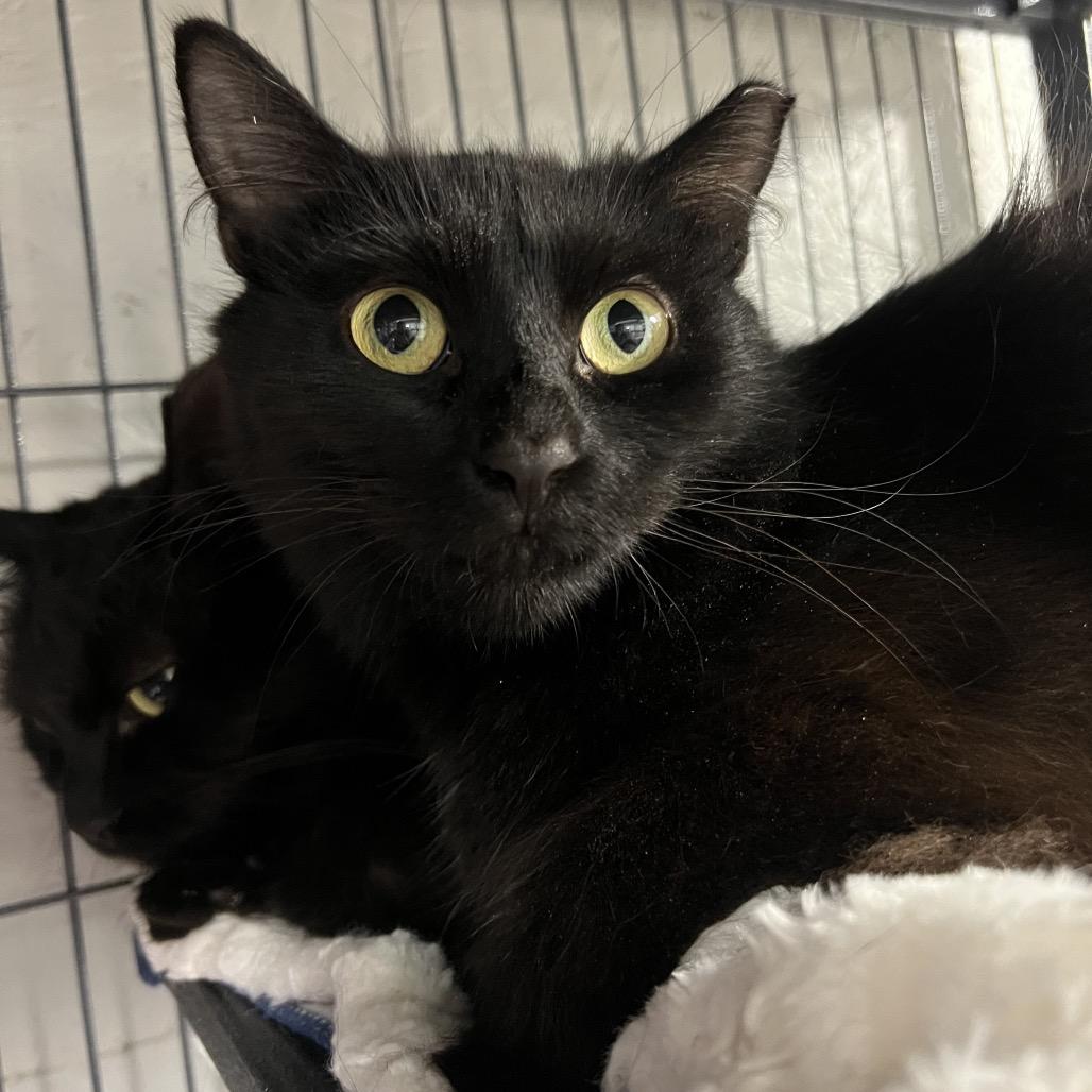 Enlarge Esme, a Adoptable Domestic Medium Hair in Puslinch, ON image 5/6