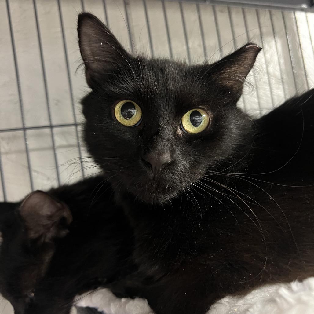 Enlarge Esme, a Adoptable Domestic Medium Hair in Puslinch, ON image 6/6