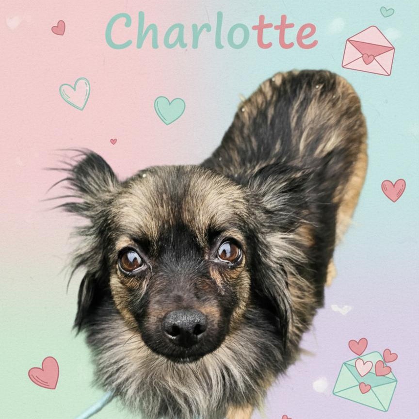 Enlarge Charlotte , a ADOPTABLE mixed breed in Plainfield, IL image 1/1