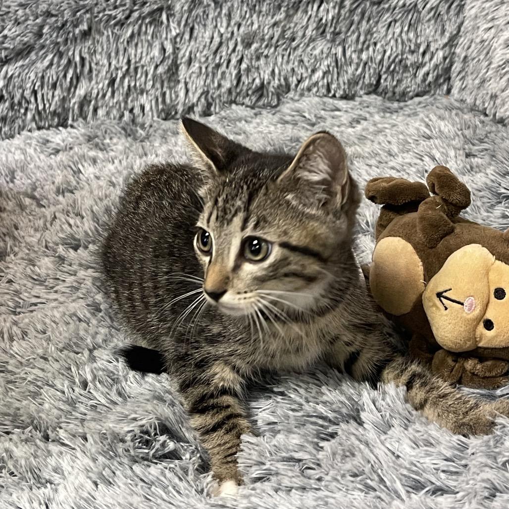 Enlarge CALLUN, a Adoptable Domestic Short Hair in Graham, WA image 1/3