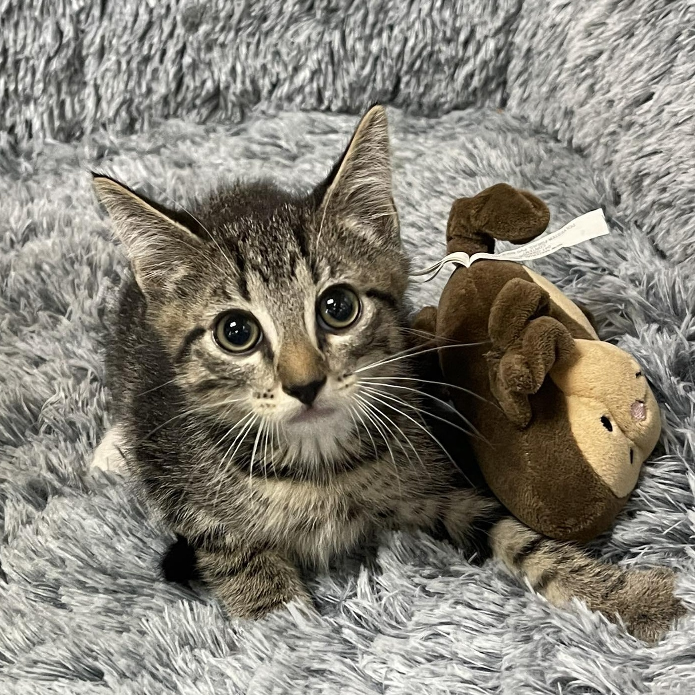 Enlarge CALLUN, a Adoptable Domestic Short Hair in Graham, WA image 2/3