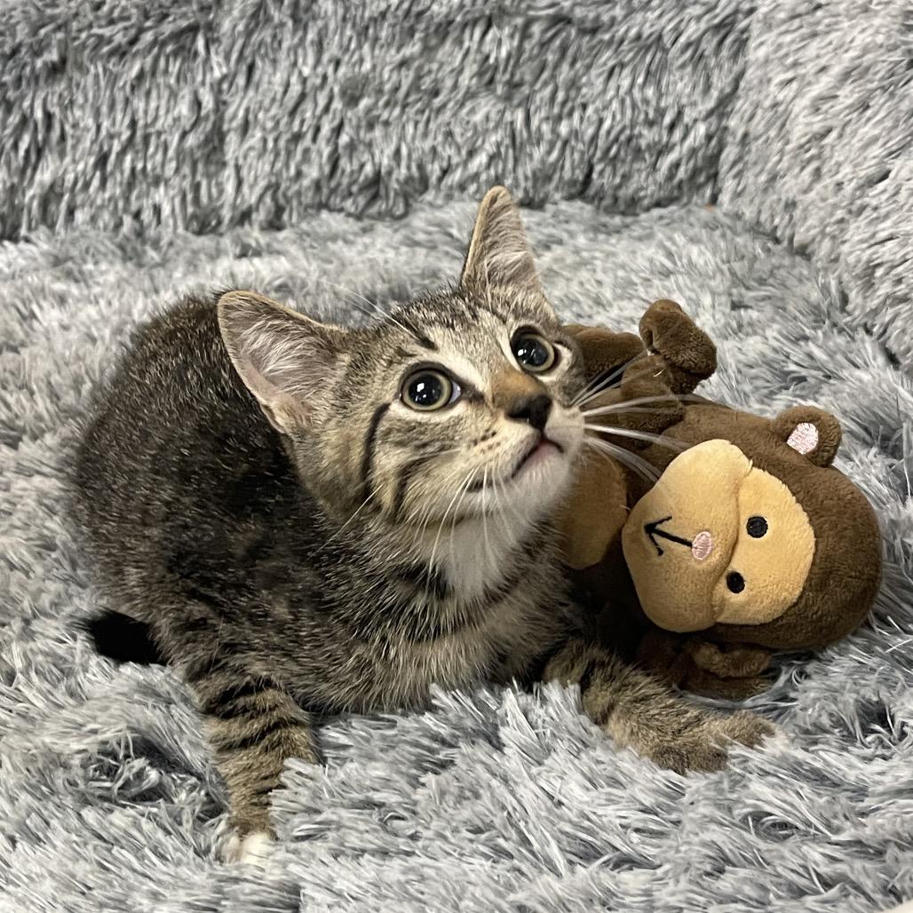 Enlarge CALLUN, a Adoptable Domestic Short Hair in Graham, WA image 3/3