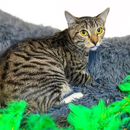 CALLUN, Adoptable, Kitten Male Domestic Short Hair.