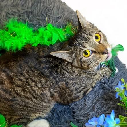 Enlarge CALLUN, a Adoptable Domestic Short Hair in Graham, WA image 2/2
