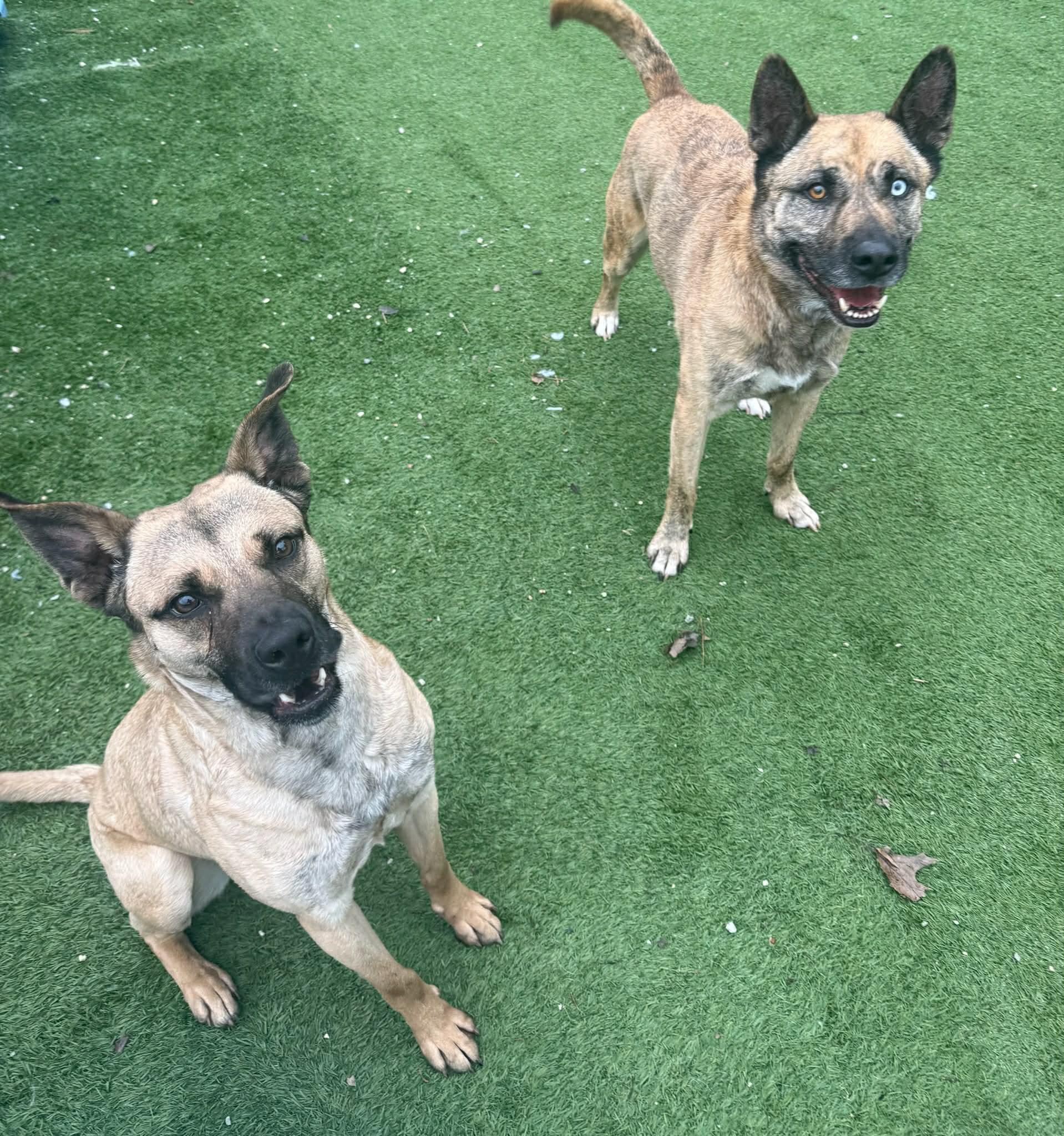Gumbo, an adoptable mixed breed in Groton, CT image 4/5