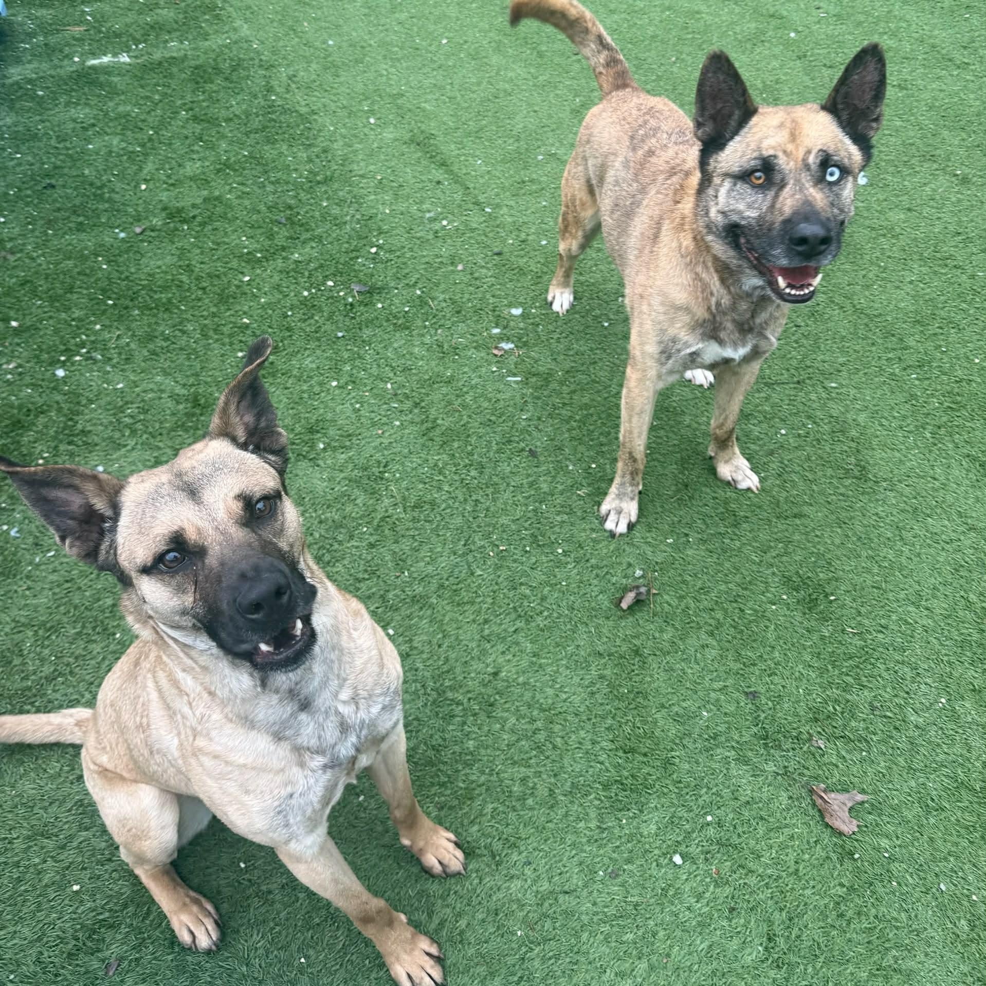 Enlarge Gumbo, an adoptable mixed breed in Groton, CT image 4/5