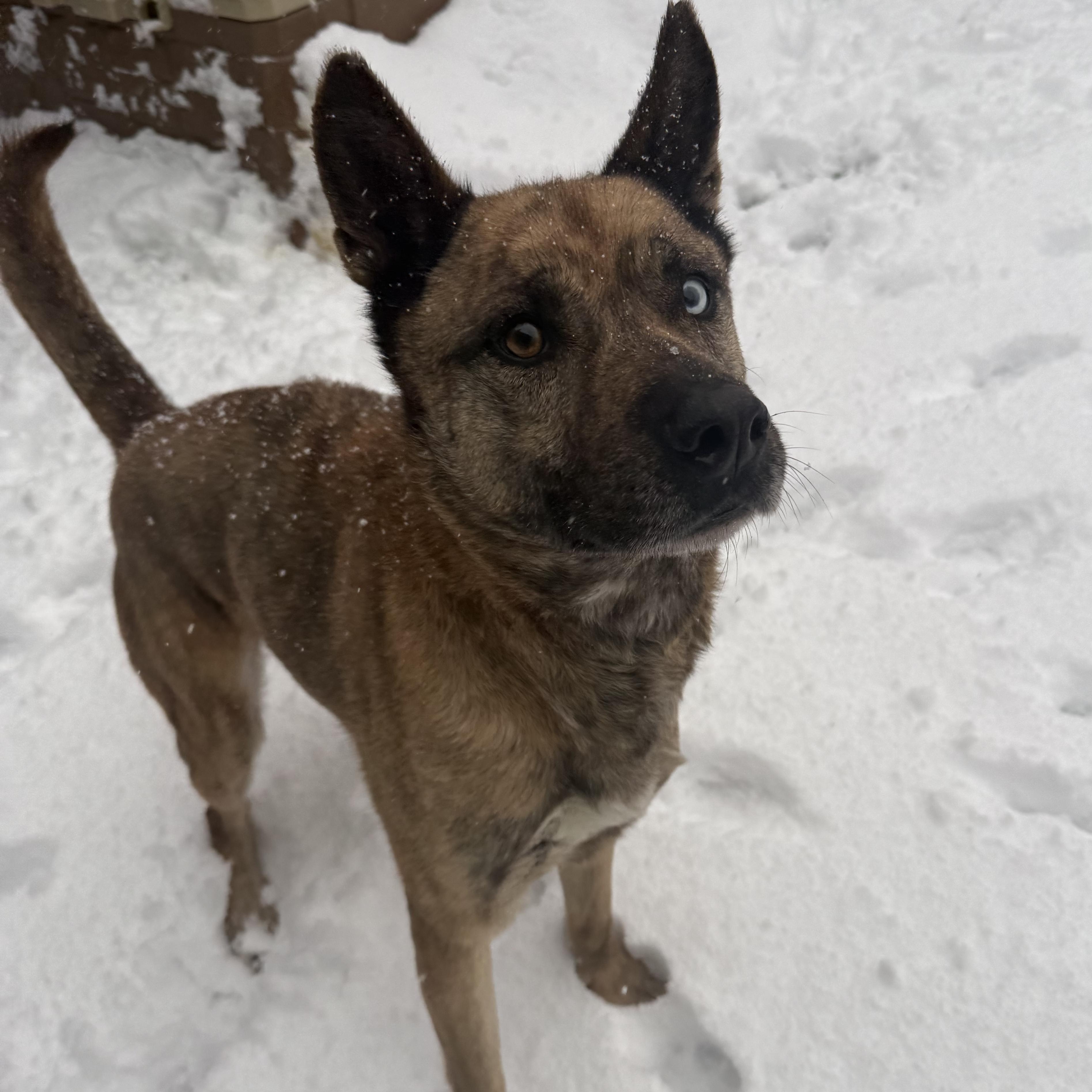 Enlarge Gumbo, a Adoptable mixed breed in Groton, CT image 3/6