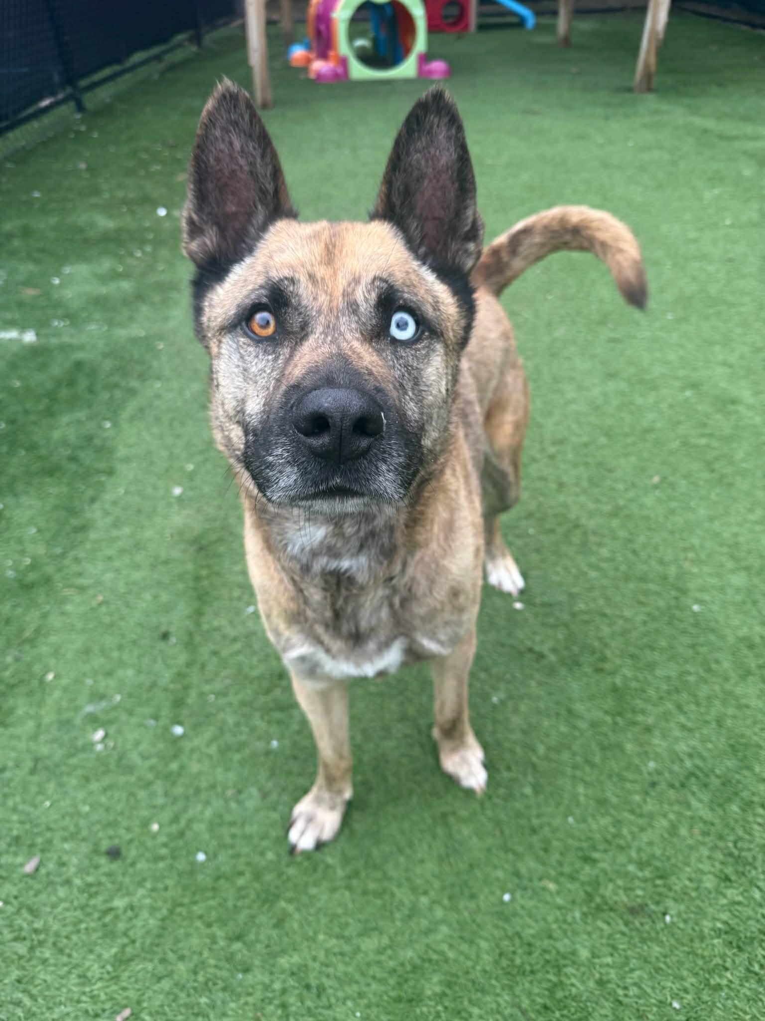 Gumbo, an adoptable mixed breed in Groton, CT image 3/5