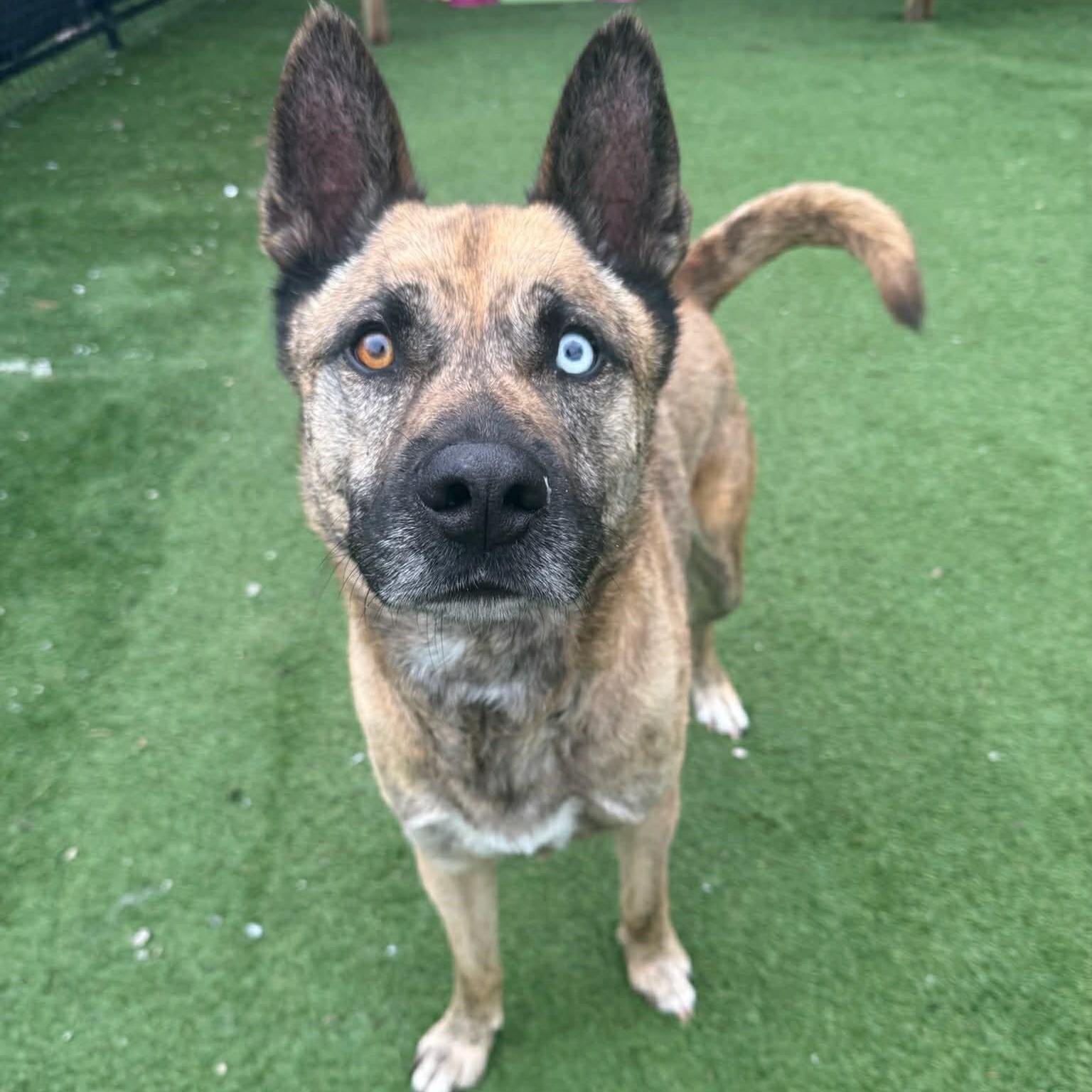 Enlarge Gumbo, an adoptable mixed breed in Groton, CT image 3/5