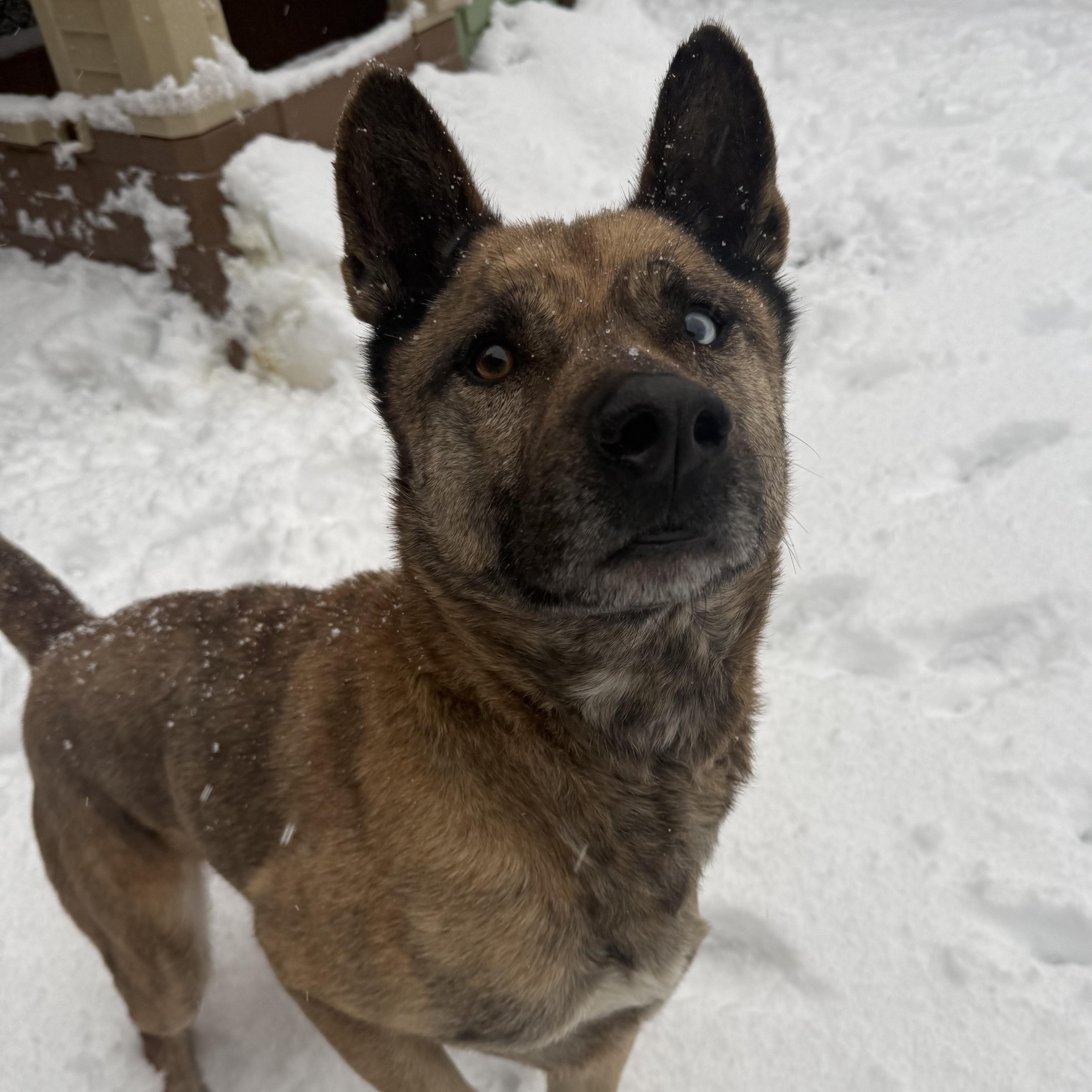 Gumbo, Adoptable, Adult Male German Shepherd Dog & Husky.