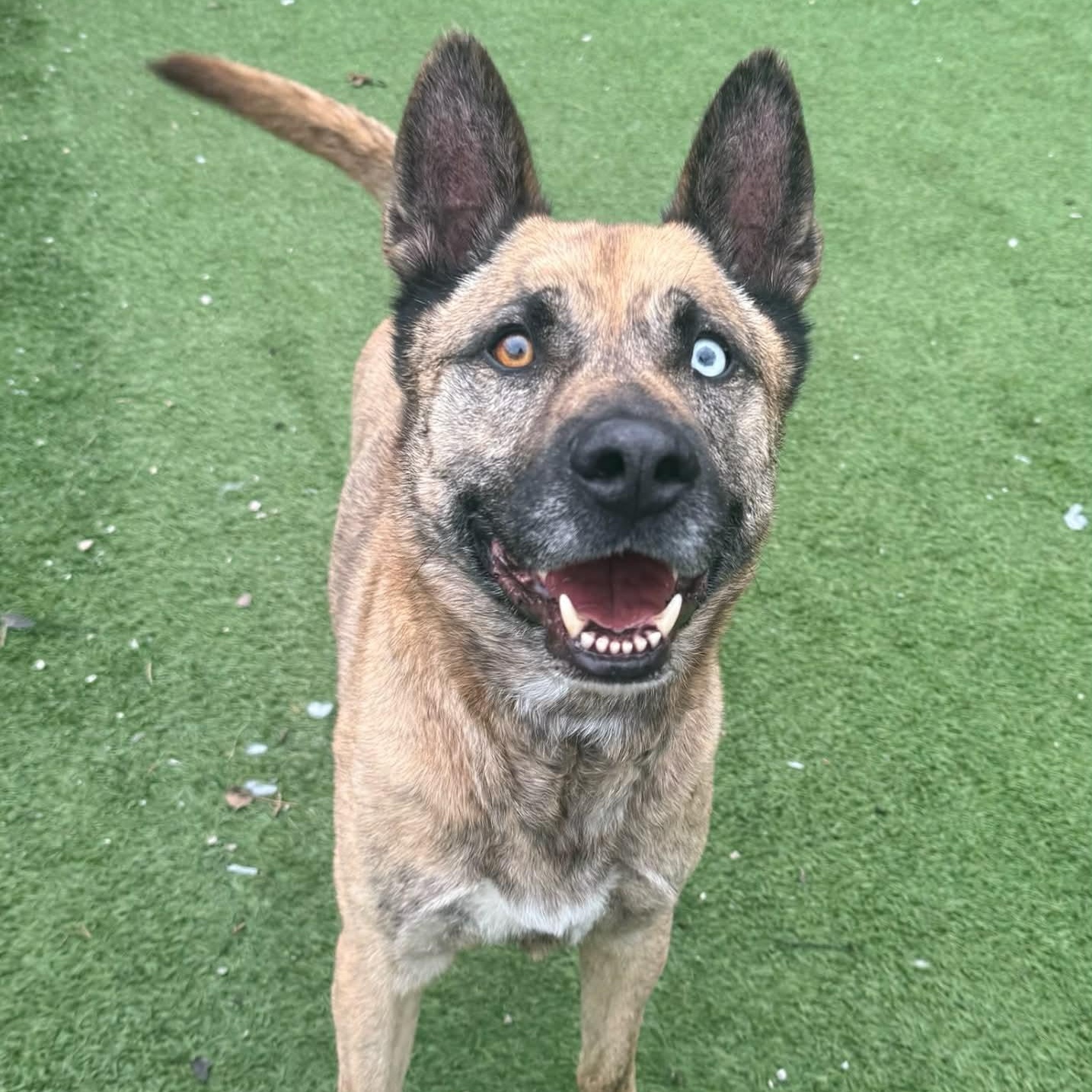 Gumbo, adoptable, Adult Male German Shepherd Dog & Husky.