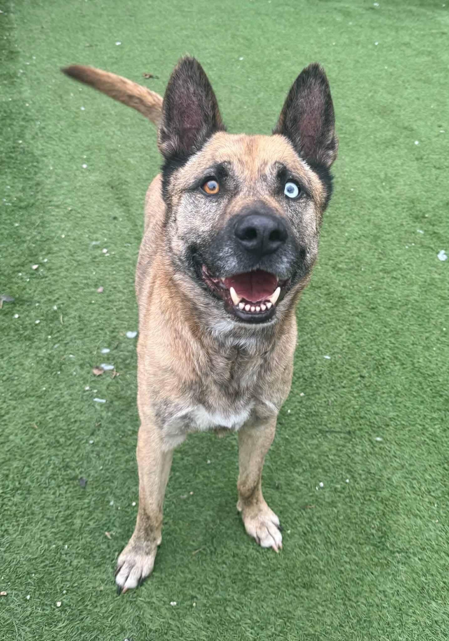 Gumbo, an adoptable mixed breed in Groton, CT image 2/5