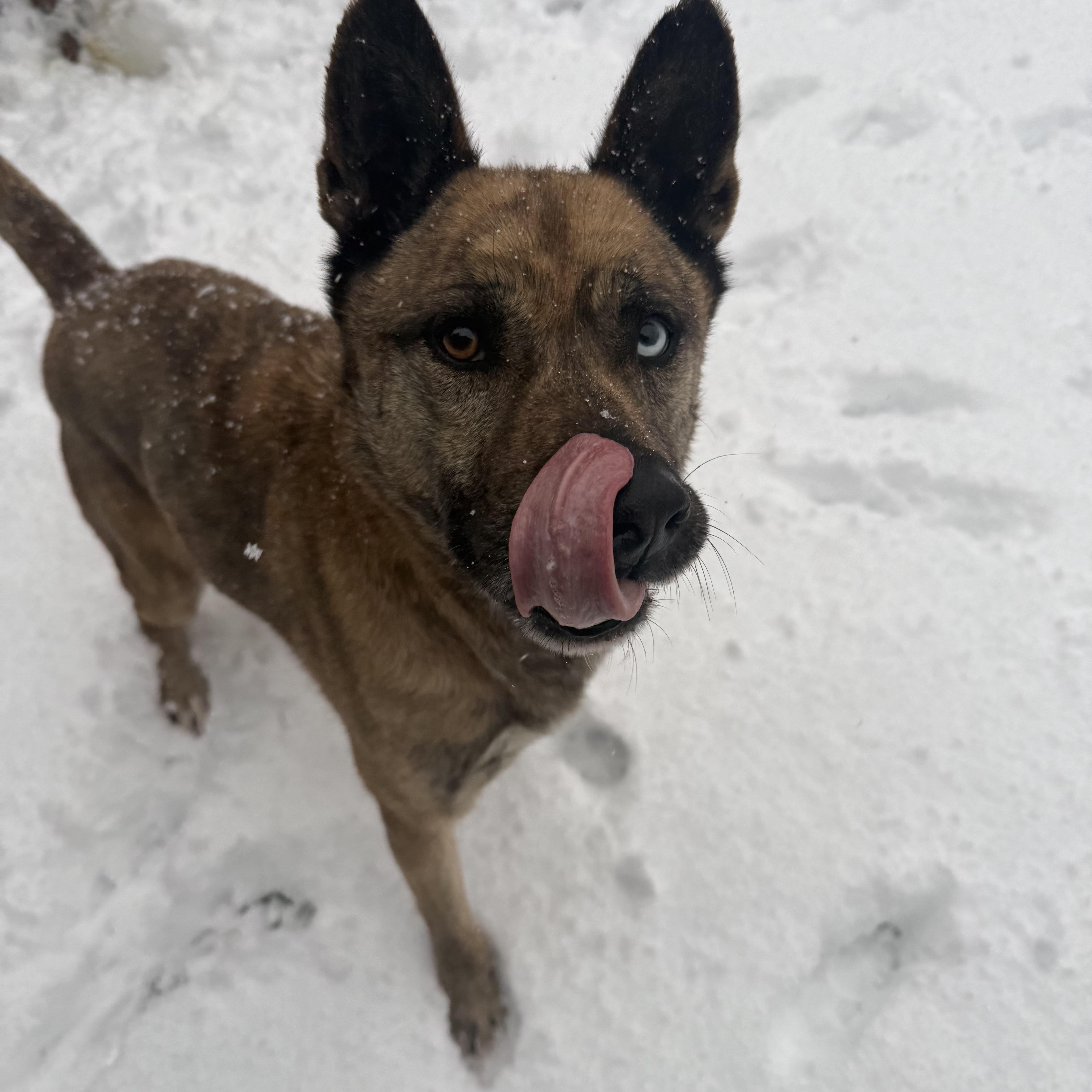 Enlarge Gumbo, a Adoptable mixed breed in Groton, CT image 2/6