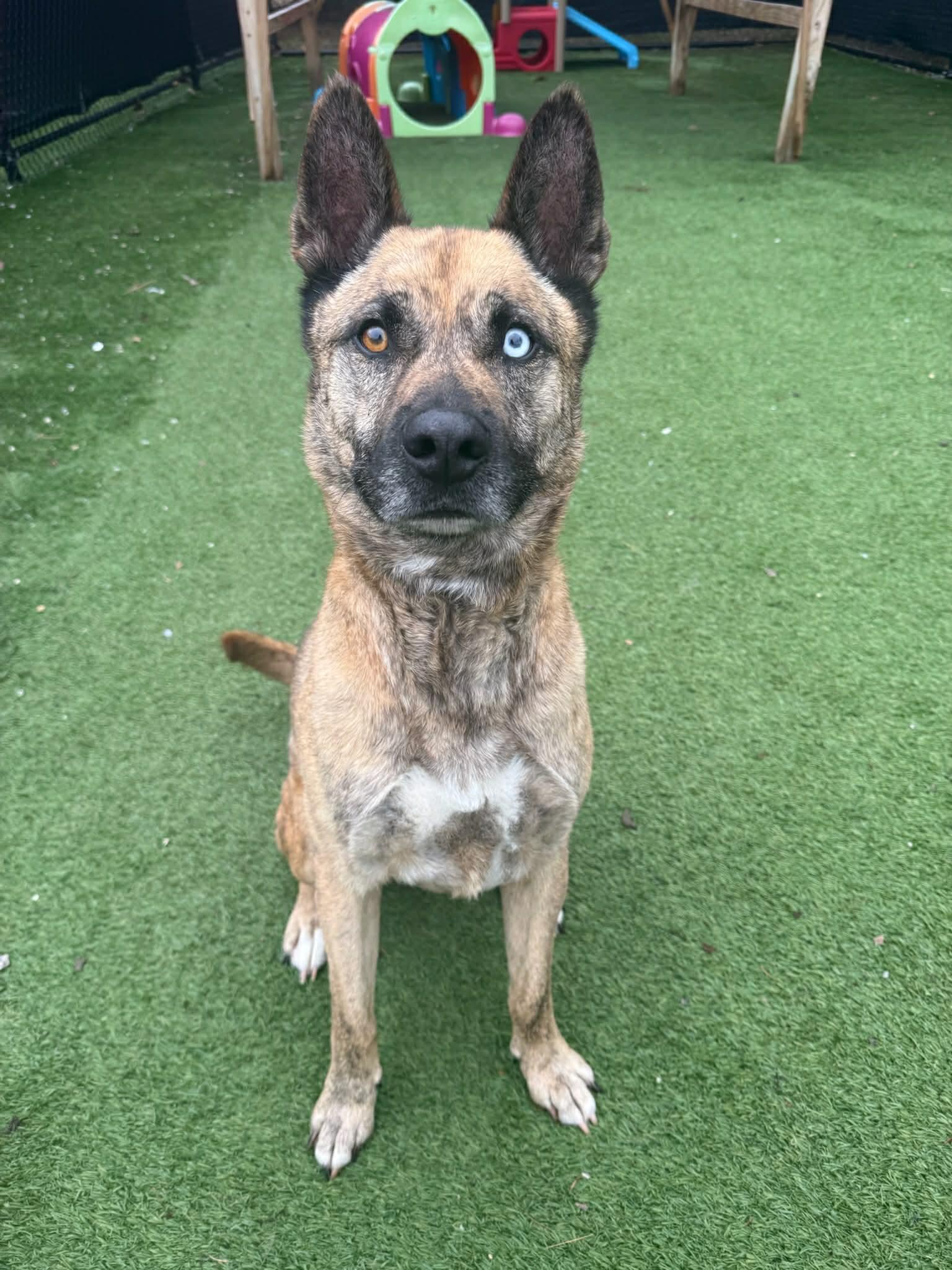 Gumbo, adoptable, Adult Male German Shepherd Dog & Husky.