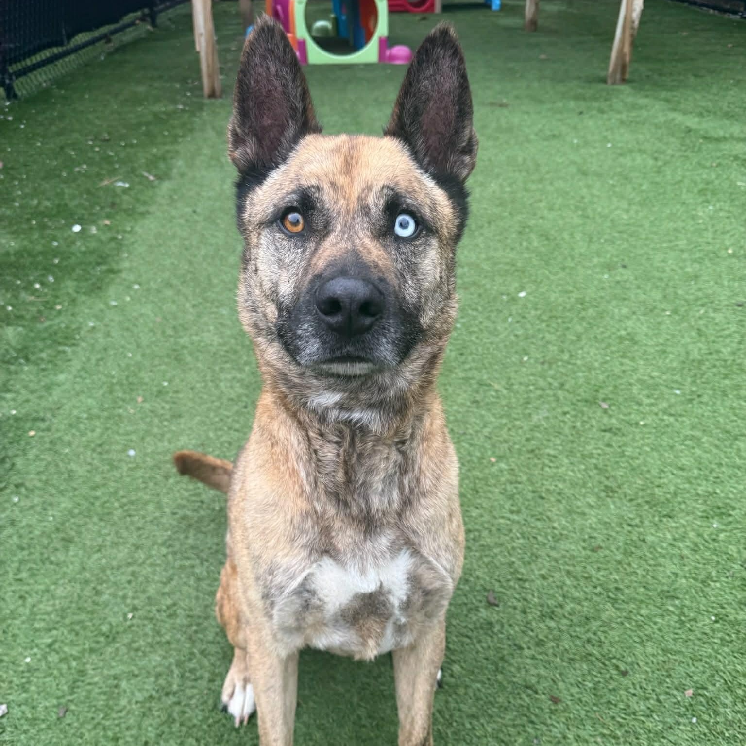Enlarge Gumbo, an adoptable mixed breed in Groton, CT image 2/5