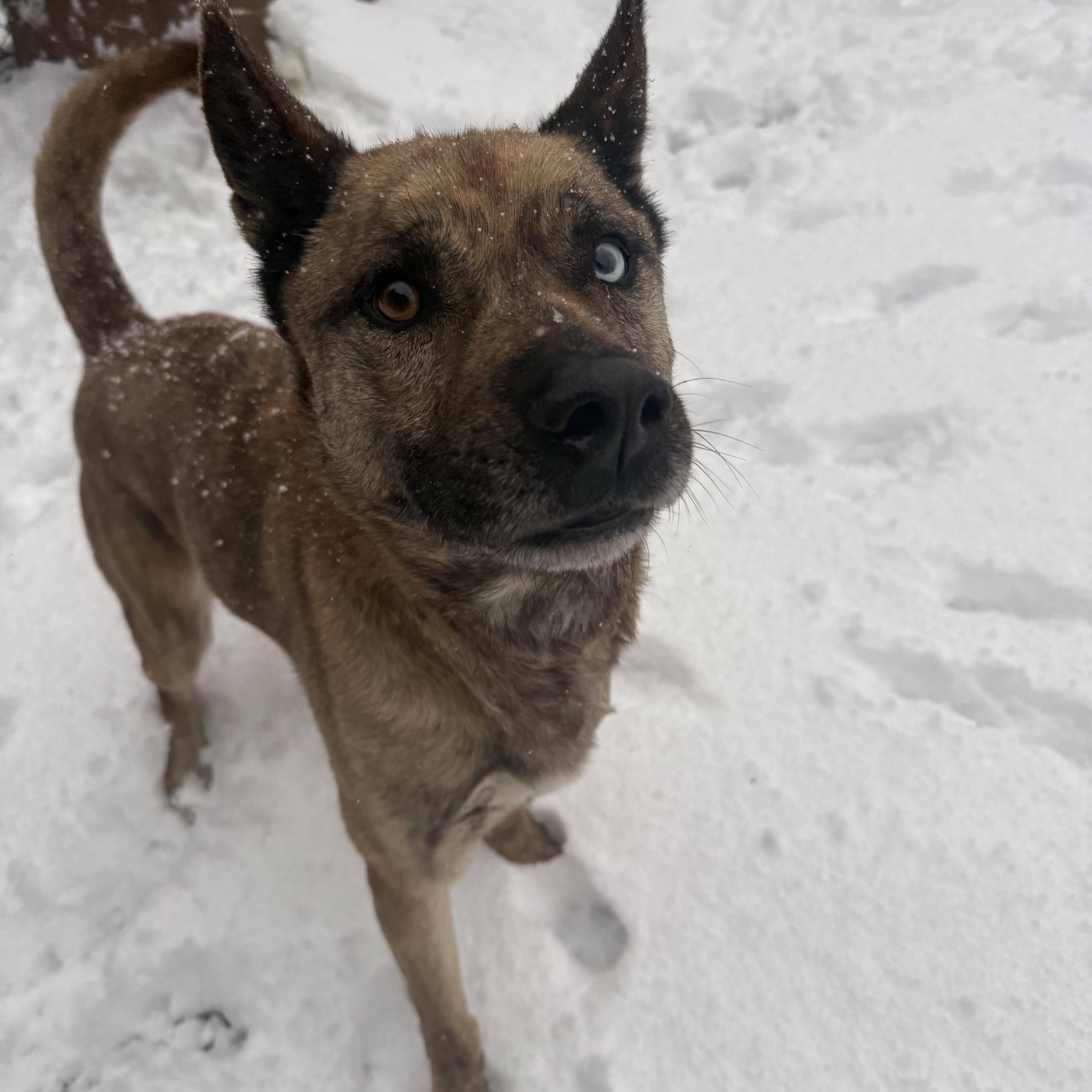 Enlarge Gumbo, a Adoptable mixed breed in Groton, CT image 5/6