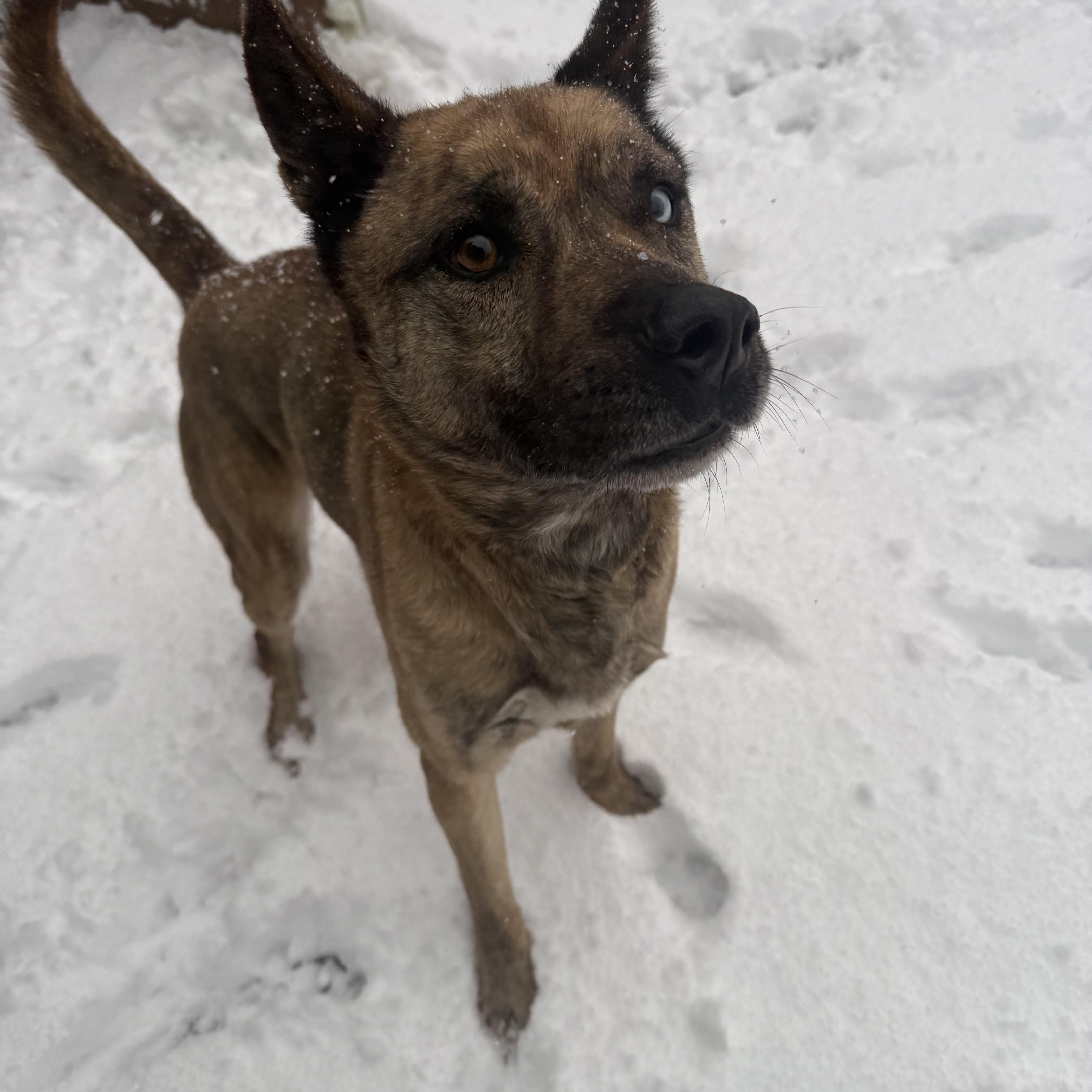 Enlarge Gumbo, a Adoptable mixed breed in Groton, CT image 6/6