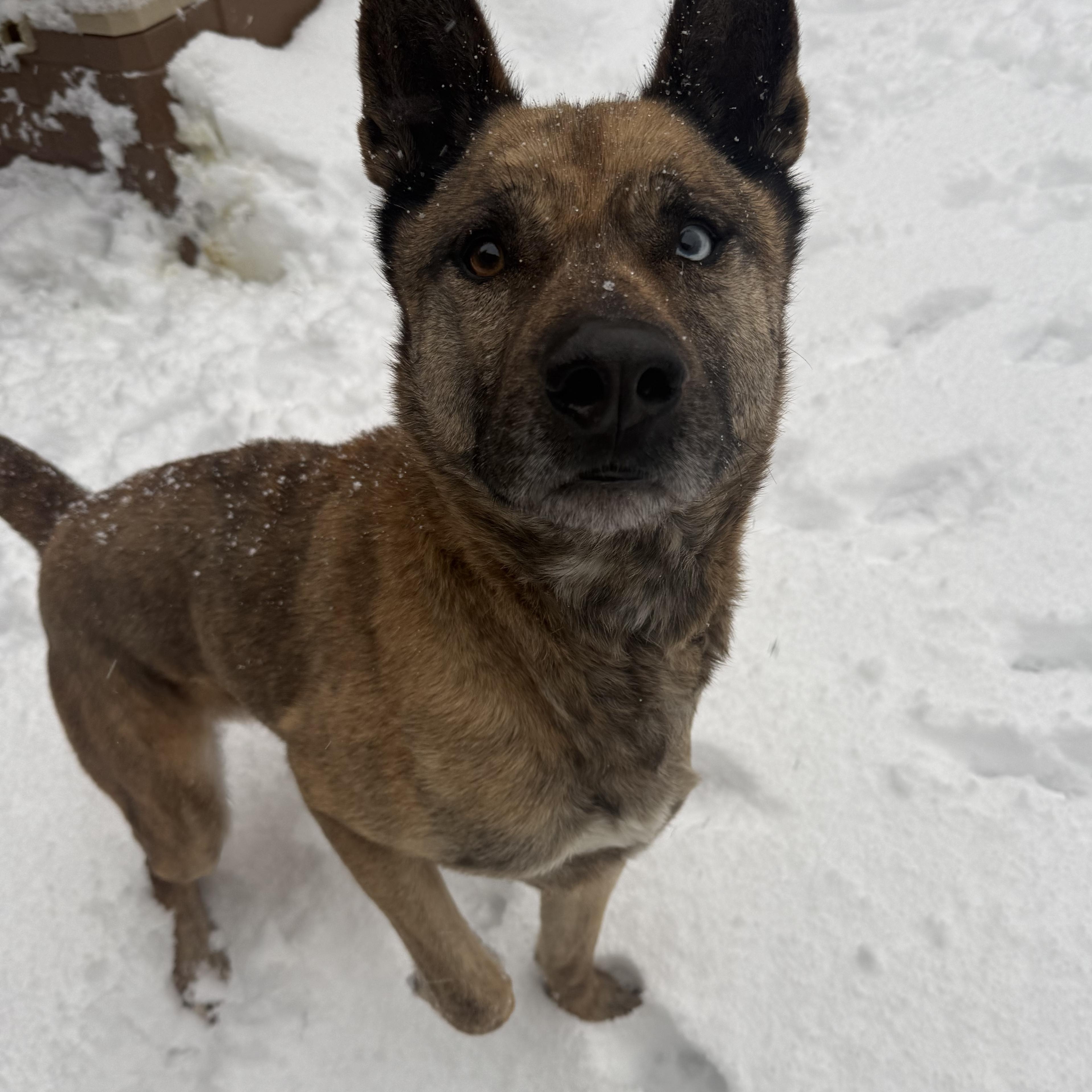 Enlarge Gumbo, a Adoptable mixed breed in Groton, CT image 4/6