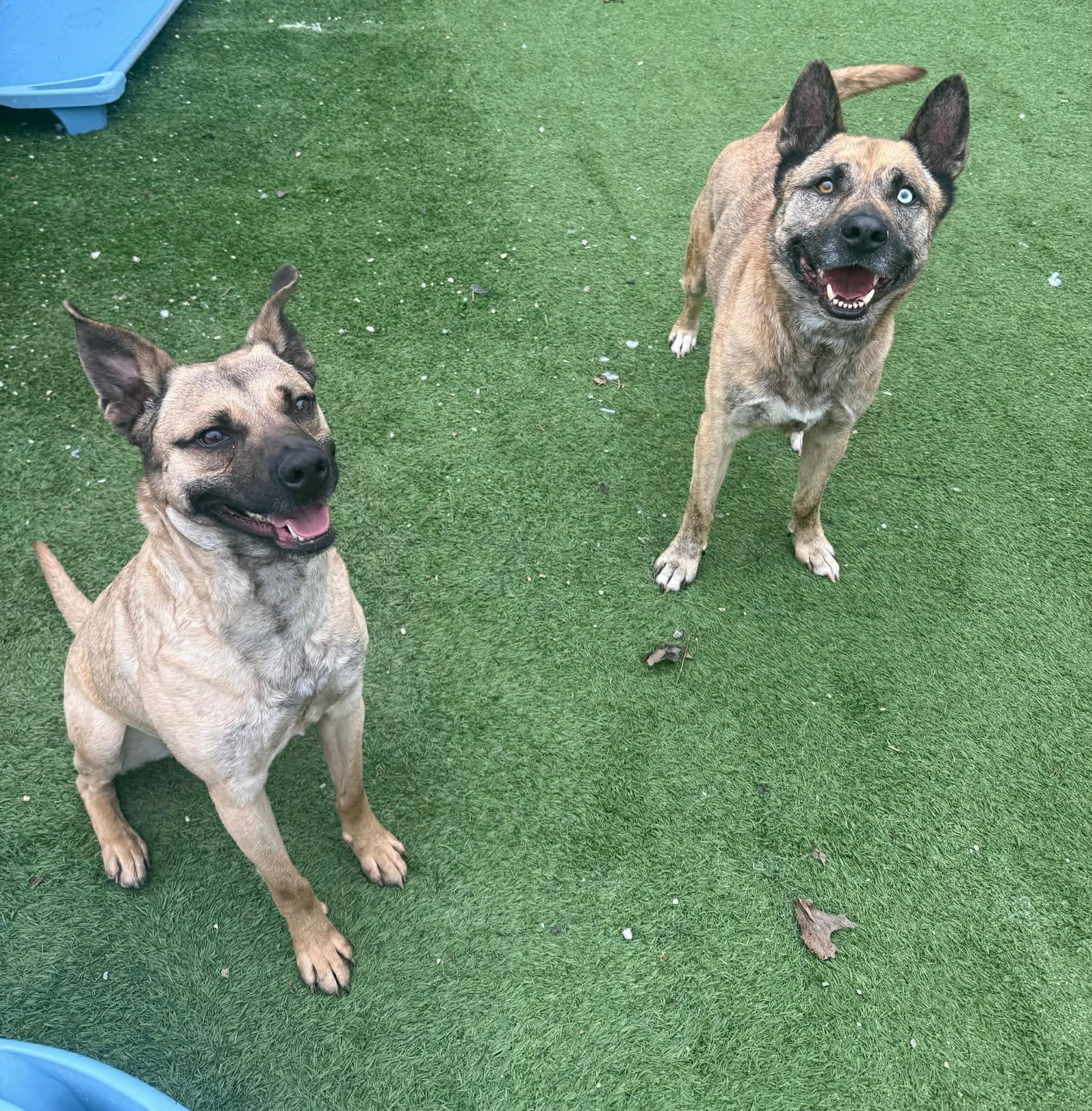 Gumbo, an adoptable mixed breed in Groton, CT image 5/5