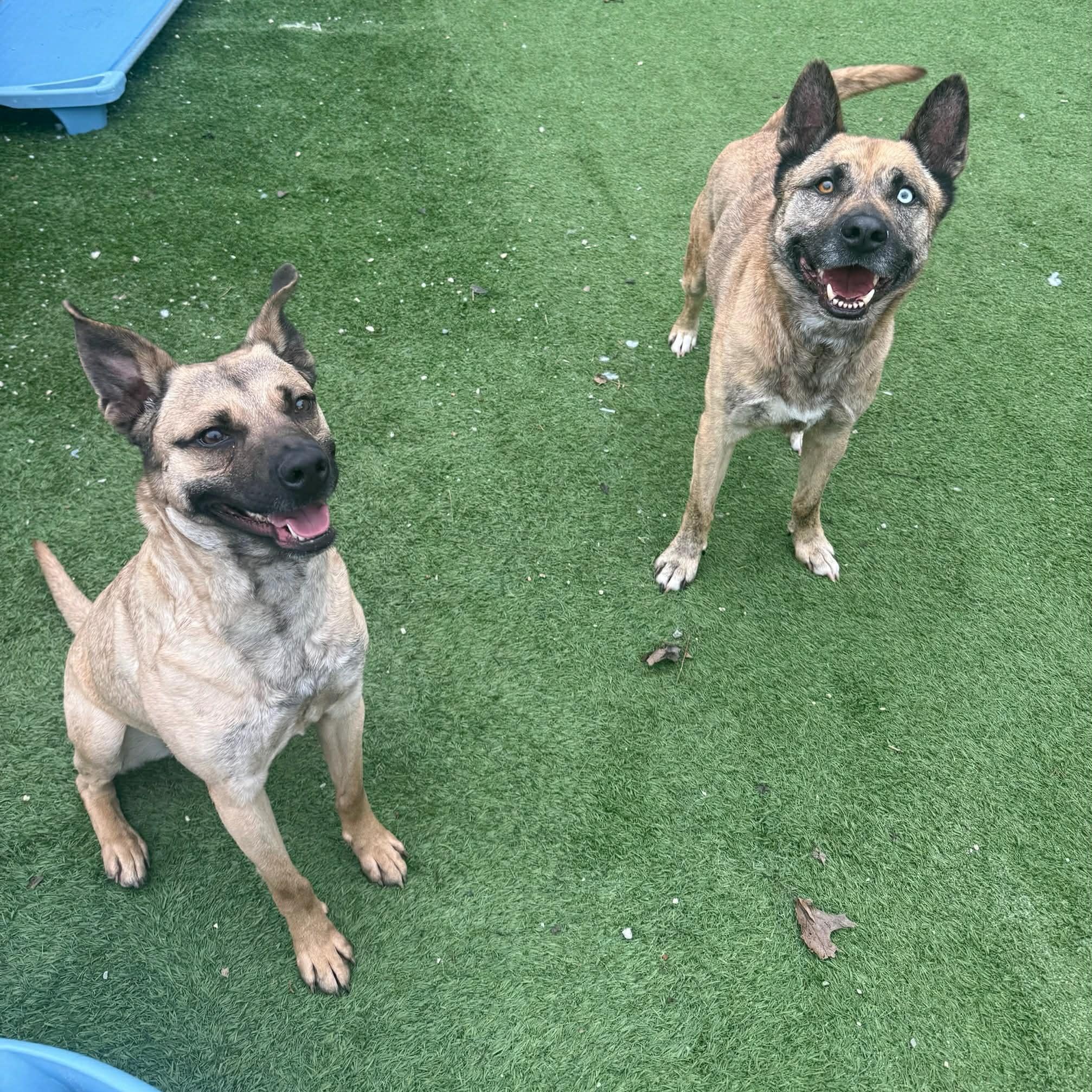 Enlarge Gumbo, an adoptable mixed breed in Groton, CT image 5/5