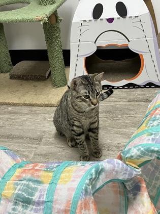 Vermillion, Adoptable, Adult Male Domestic Short Hair & Domestic Short Hair.