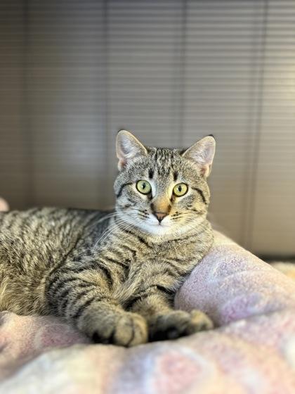 Vermillion, Adoptable, Adult Male Domestic Short Hair & Domestic Short Hair.